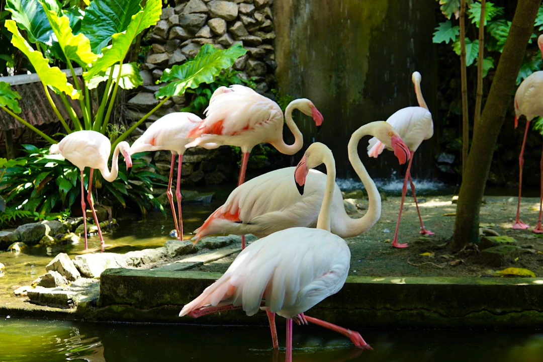 Penang Bird Park Ticket